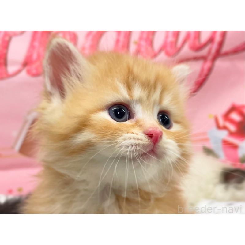 販売中の埼玉県のサイベリアン-125163の6枚目